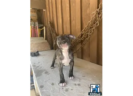 a american bully dog sitting on the floor